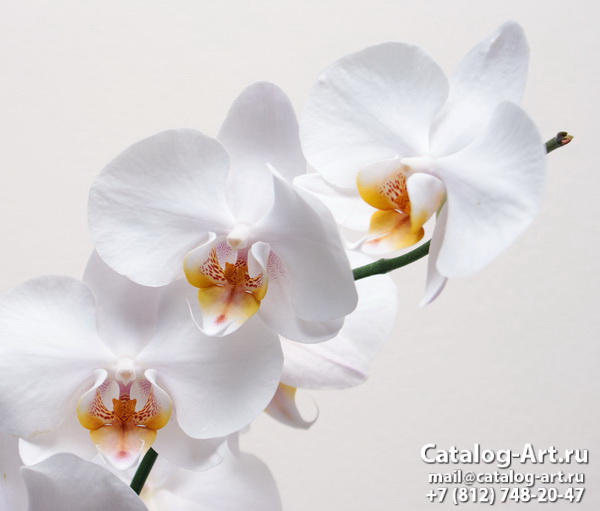 картинки для фотопечати на потолках, идеи, фото, образцы - Потолки с фотопечатью - Белые орхидеи 7